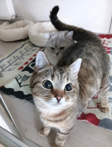 Ücretsiz sahiplendirme fotoğraf