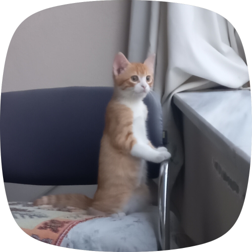 Canım kedime ömürlük bakabilecek birini arıyorum fotoğraf