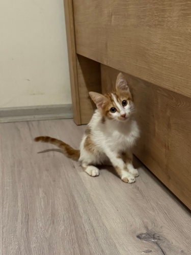 çili bebek acil yuva arıyor fotoğraf