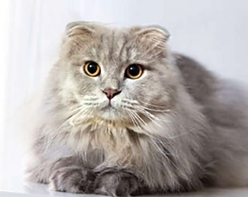 0534 216 08 72 SCOTISH FOLD LONGHAIR CİNSİ KISIR OĞLUM ZEUS'A ÖMÜRLÜK YUVA fotoğraf