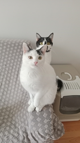 1 yaşında iki kardeş acill yuva ariyor fotoğraf