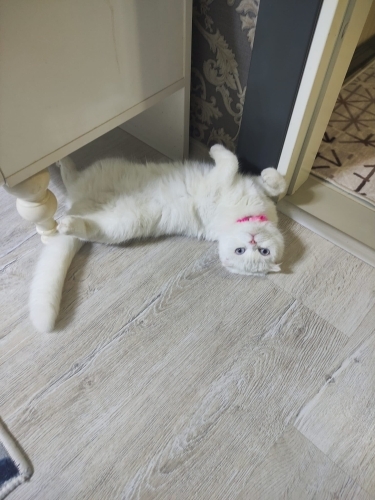 Kediye alerjim çıktığı için bakamıyorum acil yuva aranıyor fotoğraf