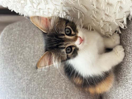 Tatlı minik yuvasını arıyor fotoğraf