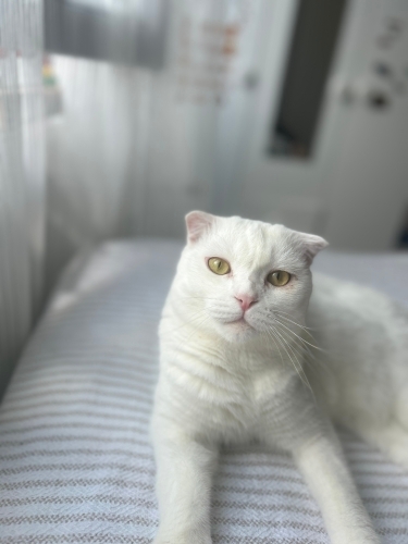 Kedimize yeni sahiplerini arıyoruz fotoğraf