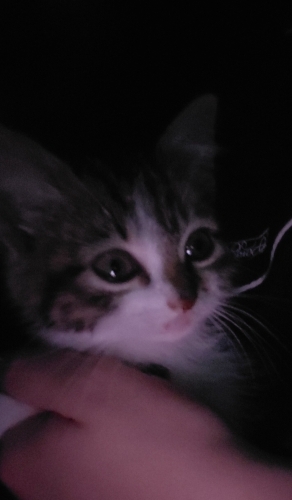 Yavru kediye yuva ariyoruz. fotoğraf
