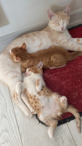 Oyuncu çok akıllı iki erkek sarman bebek fotoğraf