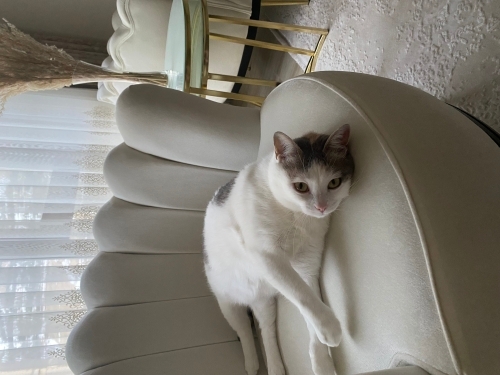 Sevimli uysal kedim fotoğraf