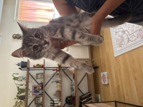 Çok akıllı bir gri tekir kedi henüz 4 aylık yuva arıyoruz fotoğraf