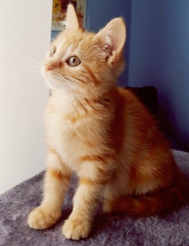 SARIŞIN, KOMİK, SEVECEN, SAĞLIKLI, AŞILI, 3 AYLIK fotoğraf
