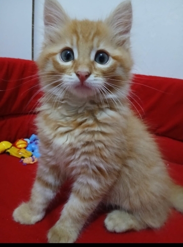 Acil yuva aranıyor fotoğraf