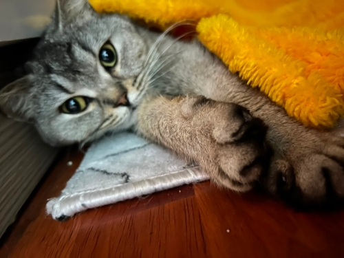 Sokağa Atılmış Üretim Mağduru Dünya Güzeli Mia’ya Geçici Kalıcı Yuva 🐾 fotoğraf