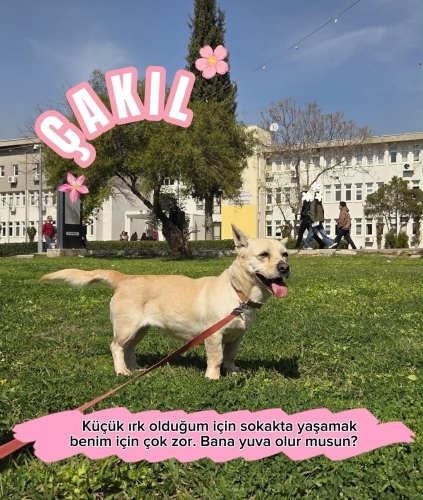 Ailesi tarafından terk edilen ve aylardır yuva arayan kızımız fotoğraf