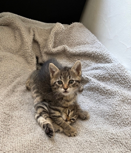 1 aylık minik patiler neşe katacak fotoğraf