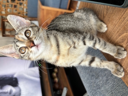Ailesini kazada kaybetti acil yuva arıyoruz fotoğraf