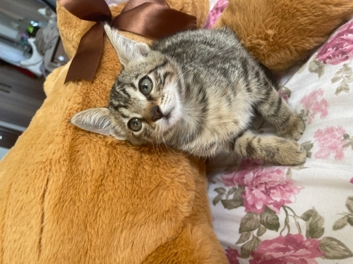Fındık kurdu Berna size gelsin mi fotoğraf