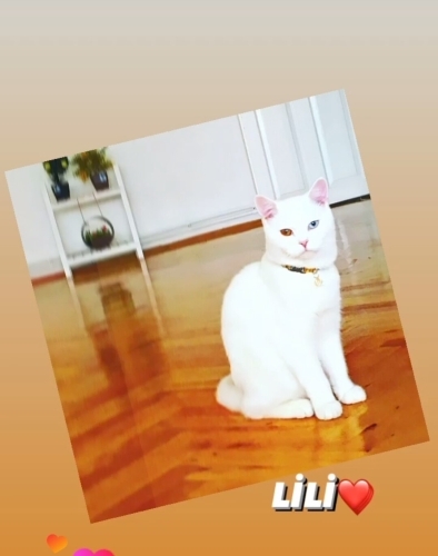 Tamamen ücretsiz fotoğraf
