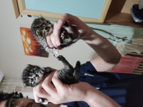Miniciklere yuva arıyorum çok küçükler yuvası siz olun ltf fotoğraf