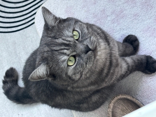 Ücretsiz sahiplendirme fotoğraf