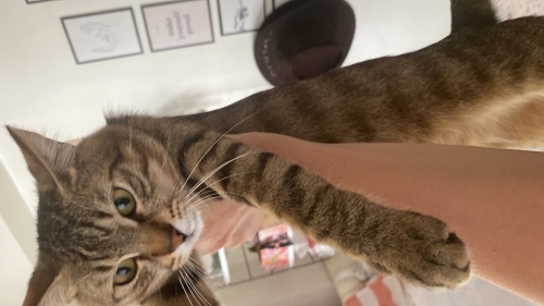 Uslu erkek kedi efekan fotoğraf