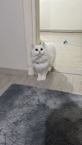 Kral yeni ailesini arıyor fotoğraf