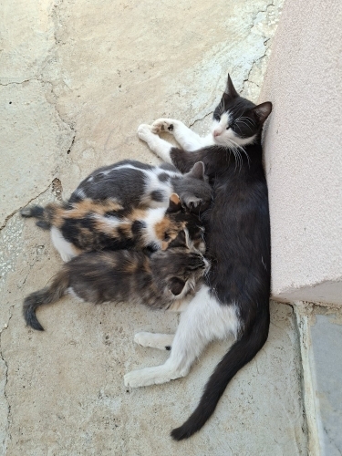 3 küçük yavruya acil yuva aranıyor fotoğraf