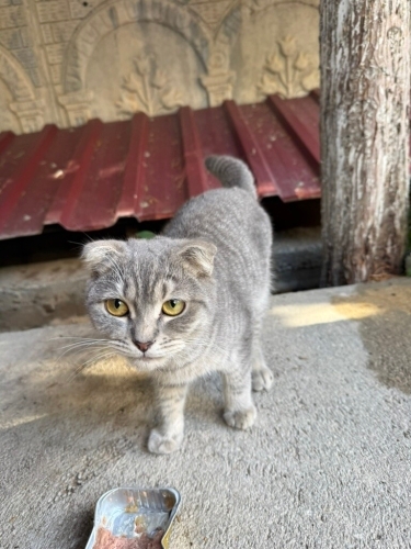 Scottish Fold yavruya acil yuva fotoğraf