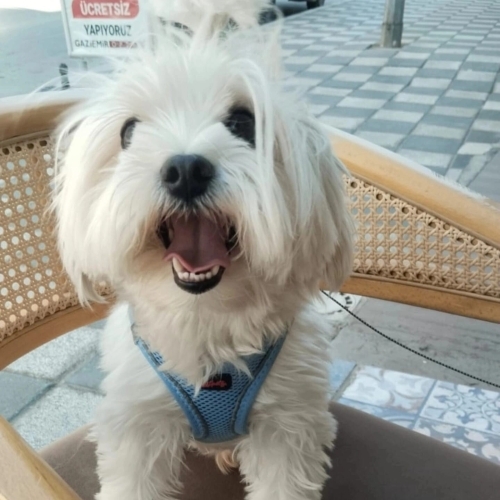 Yavruyken aldigimiz kopegimizi sahiplendirmek istiyorum. fotoğraf