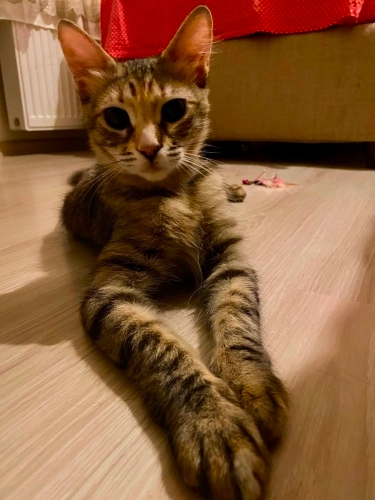 DİŞİ KISIR EV KEDİSİNE YUVA fotoğraf