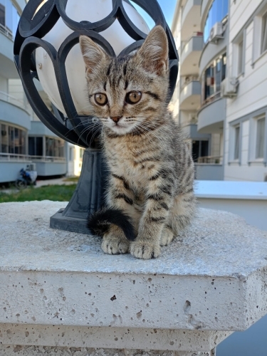 BEBEK BAKLA ACIL YUVA ARIYOR fotoğraf