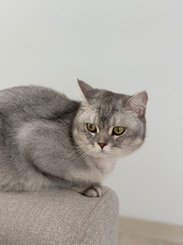 Yumuşak huylu british kedi fotoğraf