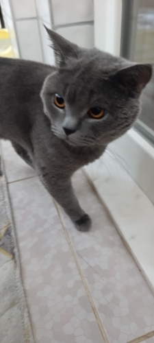Uysal, sakin ve çok akıllı fotoğraf