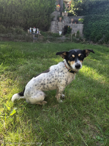 Oyuncu, eğitimli jack russel fotoğraf