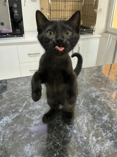 Ürkek ve Sevimli Bir Kedi fotoğraf