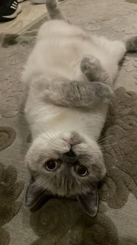 Lucy yuva arıyor fotoğraf