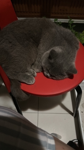 Çok uysal sevimli bir dost fotoğraf