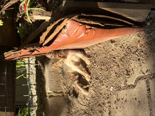 Utangaç ama çok oyuncu bir melek fotoğraf