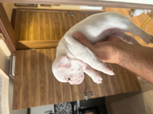 1 Aylık French Bulldog Yavrusu ÜCRETSİZDİR ! fotoğraf