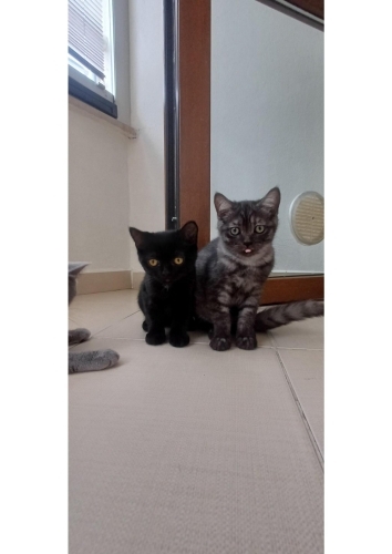Trabzondan Ücretsiz sahiplendirme fotoğraf