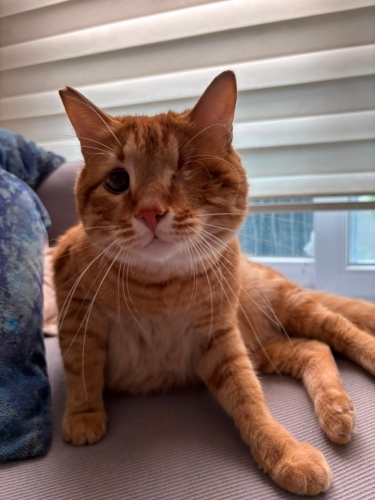 🧡 Görme engelli sarman sahiplendirilecektir fotoğraf