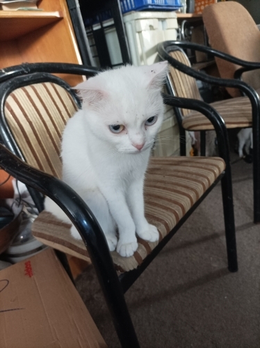 Çok acil yuva arıyorum fotoğraf