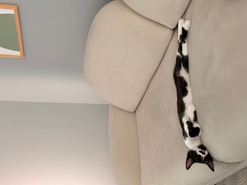 Oreo (Tuxedo) smokin kedi fotoğraf