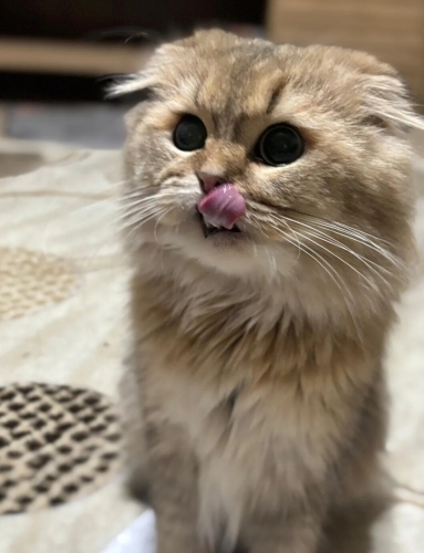 Leo'ya yeni yuva fotoğraf