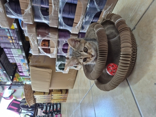 Oyuncu cana yakın kedi fotoğraf