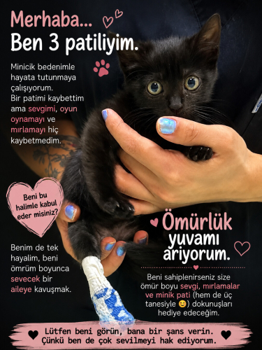 Üç patili Bıdık acil yuva arıyor fotoğraf