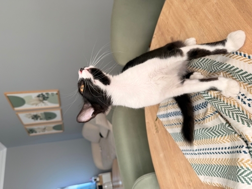 Tuxedo Tekir Kedi fotoğraf