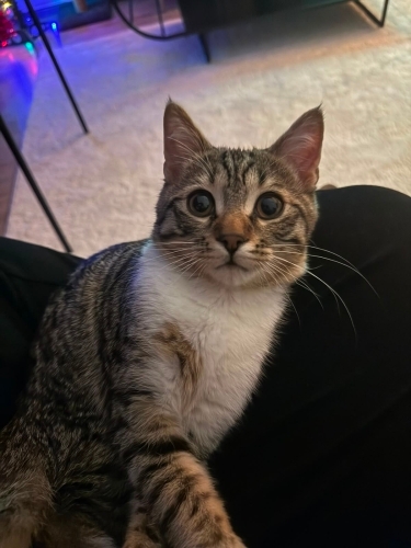 Sevgi Dolu Bir Yuva Arayan Yakışıklı Erkek Kedi fotoğraf