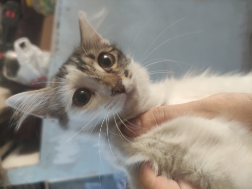 Yuva ariyoruz 2 aylık fotoğraf