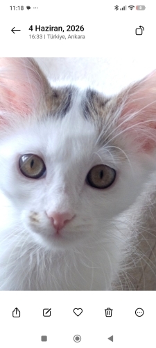 Çok acil prens yuva ariyor fotoğraf