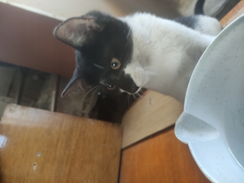 Siyah beyaZ yavru kedi fotoğraf