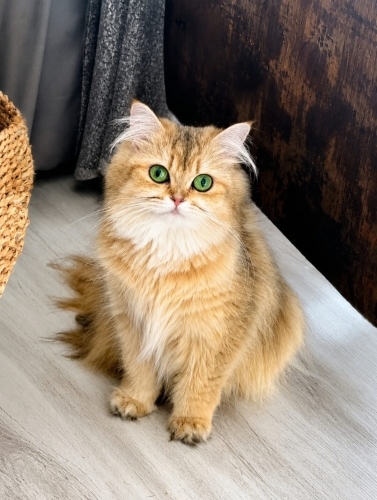 Güzellik yuvasını arıyor fotoğraf